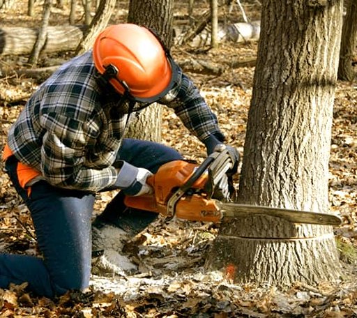 Tree Removal in Woodberry Forest, VA